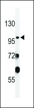 ANTI-SAC2(N-TERMINAL) antibody produced in rabbit