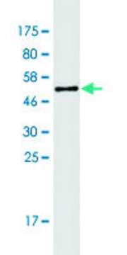 Monoclonal Anti-CLCF1, (C-terminal) antibody produced
