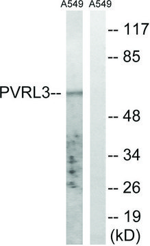 Anti-PVRL3 antibody produced in rabbit