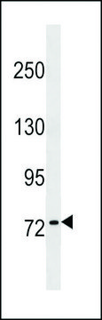 ANTI-KHNYN(C-TERMINAL) antibody produced in rabbit