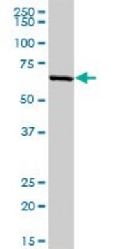 Anti-PLTP antibody produced in rabbit