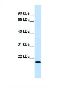 Anti-IRF7 antibody produced in rabbit