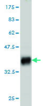 Monoclonal Anti-PTCH antibody produced in