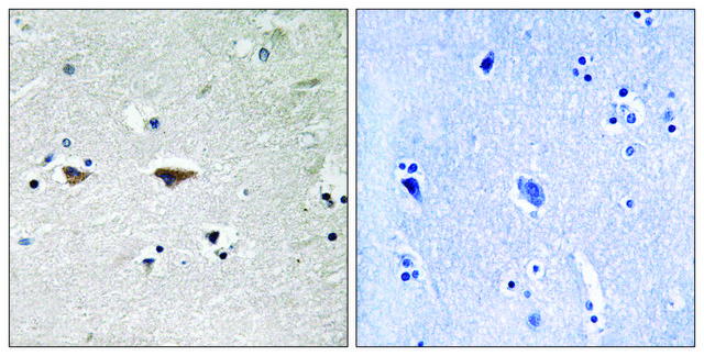 Anti-SRC, N-Terminal antibody produced in