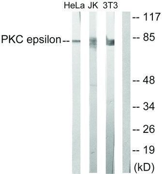 Anti-PKC ? antibody produced in