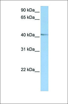 Anti-NR2E1 (ab1) antibody produced in