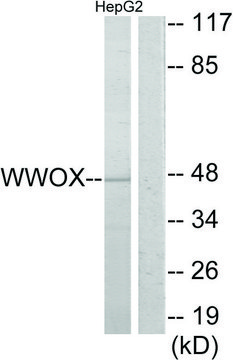 Anti-WWOX, N-Terminal antibody produced in
