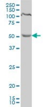 Monoclonal Anti-PDCD7 antibody produced in
