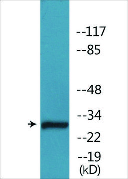 Anti-phospho-Caspase 3 (pSer¹??) antibody produced