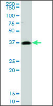 Monoclonal Anti-PRKRA antibody produced in