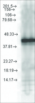 Monoclonal Anti-YDJ1 antibody produced in
