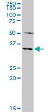 Anti-MAGEA4 antibody produced in rabbit