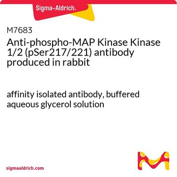Anti-phospho-MAP Kinase Kinase 1/2 (pSer217/221)