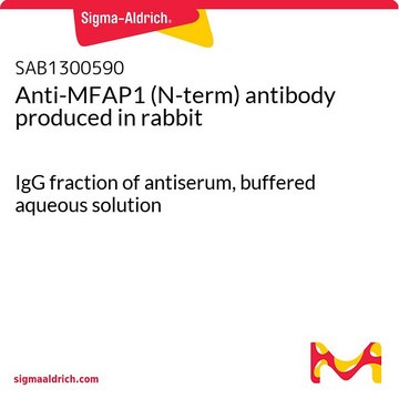 Anti-MFAP1 (N-term) antibody produced in