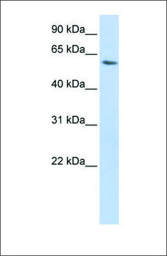 Anti-LSM14A (ab1) antibody produced in