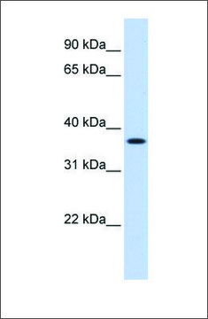 Anti-MTHFD2 (ab3) antibody produced in