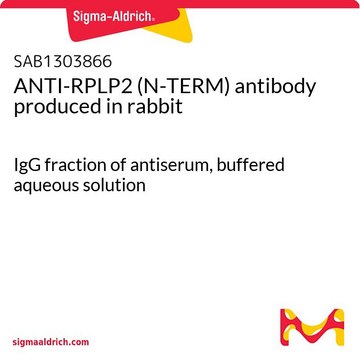 ANTI-RPLP2 (N-TERM) antibody produced in