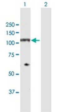 Anti-NDST4 antibody produced in rabbit