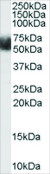 Anti-FBXL3 antibody produced in goat