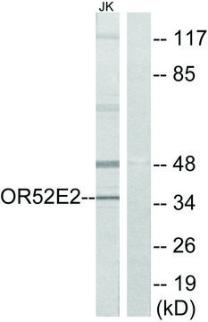 Anti-OR52E2 antibody produced in rabbit
