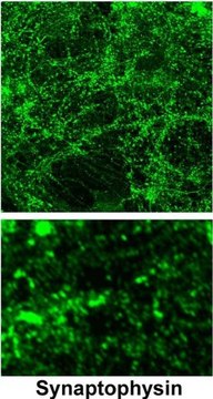 Anti-Synaptophysin antibody produced in rabbit