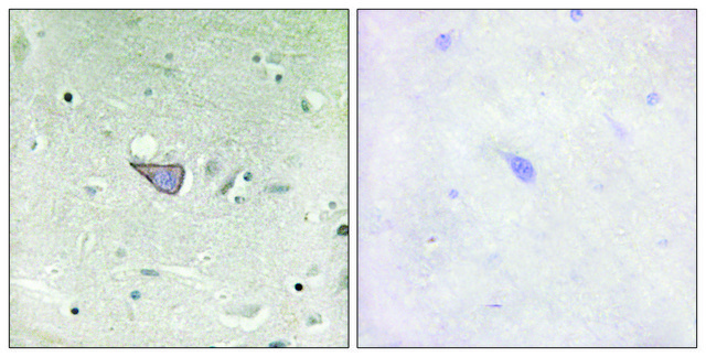 Anti-ARMX3 antibody produced in rabbit