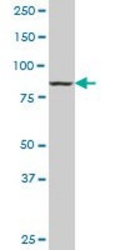Monoclonal Anti-DNAJC10, (C-terminal) antibody produced