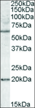 Anti-BAG4 antibody produced in goat