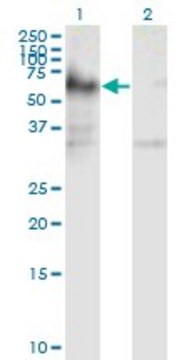 Monoclonal Anti-ICA1 antibody produced in