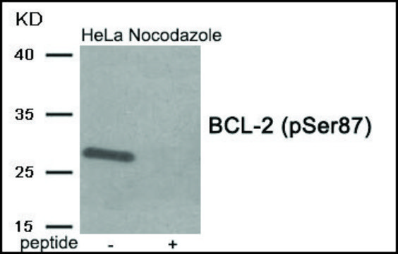 Anti-phospho-BCL-2 (pSer??) antibody produced in