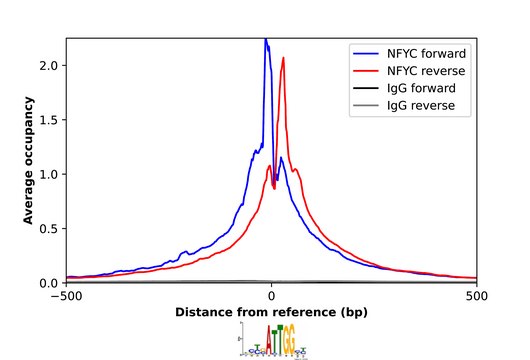 Anti-NFYC antibody produced in rabbit