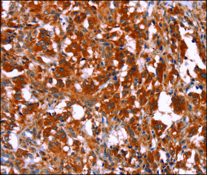 Anti-HAS1 antibody produced in rabbit