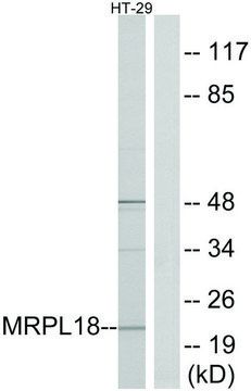 Anti-MRPL18 antibody produced in rabbit