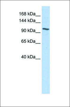 Anti-NNT antibody produced in rabbit