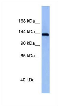 Anti-TNIK antibody produced in rabbit