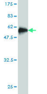 Monoclonal Anti-STX8 antibody produced in