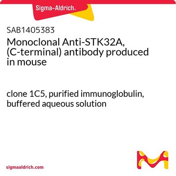 Monoclonal Anti-STK32A, (C-terminal) antibody produced