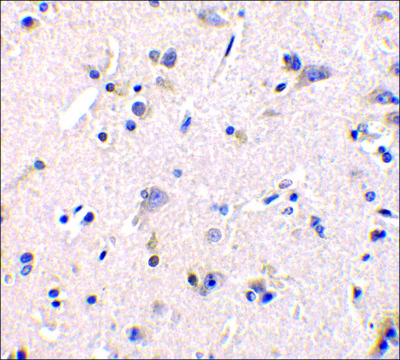 Anti-GFR?1 antibody produced in rabbit