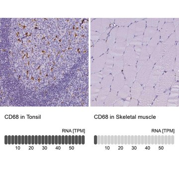 Anti-CD68 antibody produced in rabbit