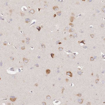 Anti-SLC35F3 antibody produced in rabbit