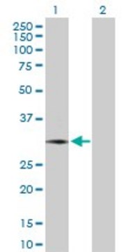 Anti-NEUROG3 antibody produced in rabbit