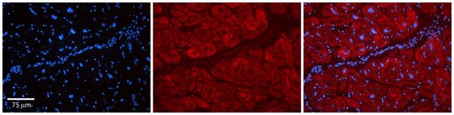 Anti-PARP16 antibody produced in rabbit