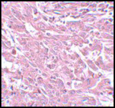 Anti-BCAS4 antibody produced in rabbit