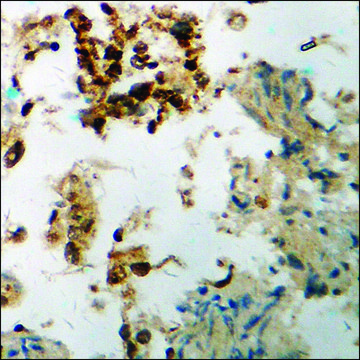 Anti-phospho-UBF (pSer???) antibody produced in