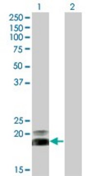 Monoclonal Anti-HAND2, (C-terminal) antibody produced