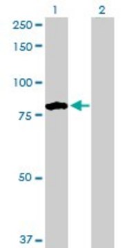 Anti-TNXB antibody produced in rabbit