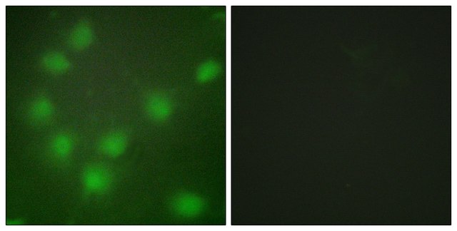 Anti-HOXA11 antibody produced in rabbit