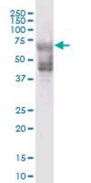 ANTI-KRT74 antibody produced in mouse