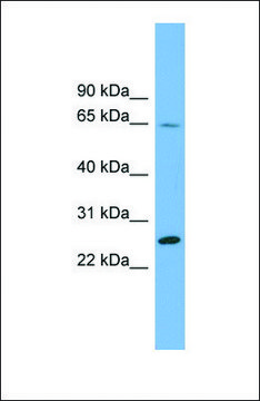Anti-DHFRL1 antibody produced in rabbit