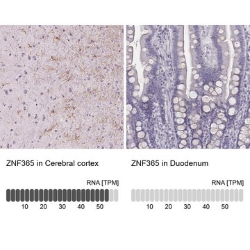 Anti-ZNF365 antibody produced in rabbit